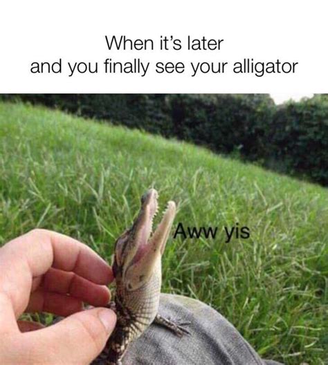 alligator memes|More.